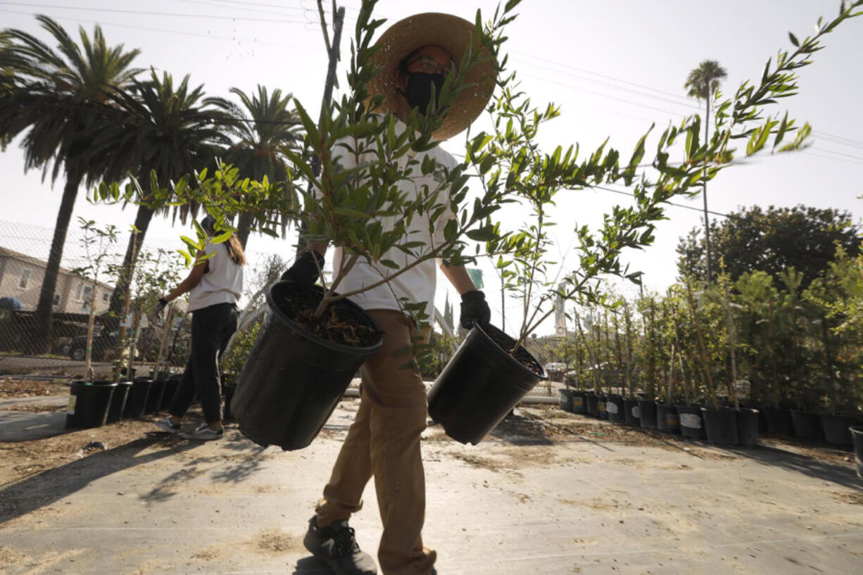 An urban forestry specialist with North East Trees loads up a truck with trees the group plans to deliver to Watts residents. The trees are intended to bring shade and reduce heat in those neighborhoods.