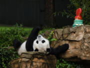 Male giant panda Xiao Qi Ji rolls around in his enclosure during a "Panda Palooza" event at the Smithsonian National Zoo on Sept. 23 in Washington.