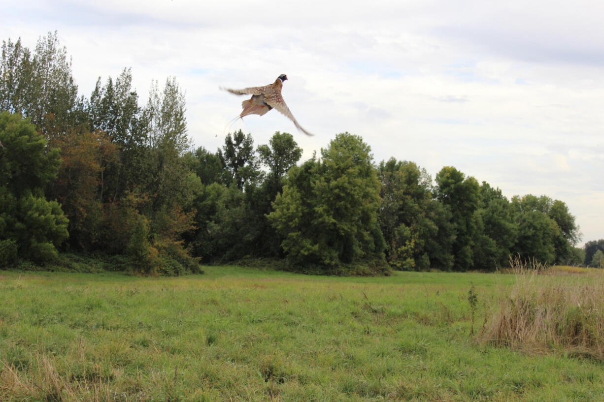 A rooster pheasant climbs skyward as he is released onto the Shillapoo State Wildlife Area. The Vancouver Wildlife League and Washington Department of Fish &amp; Wildlife are hosting a youth hunt on Sept. 16-17, 2023, in the Vancouver area.