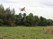 A rooster pheasant climbs skyward as he is released onto the Shillapoo State Wildlife Area. The Vancouver Wildlife League and Washington Department of Fish &amp; Wildlife are hosting a youth hunt on Sept. 16-17, 2023, in the Vancouver area.