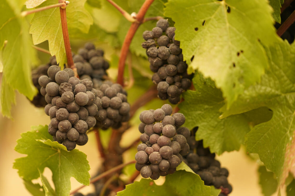 Grapes with ash on them hang in a vineyard that was blanketed by smoke from wildfires in Sonoma, Calif., on Sept. 10, 2020.