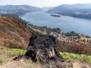 A charred stump sits atop the hillside on Mike Mullett's property above the site of the Tunnel Five Fire in Underwood. When designing his home, Mullett incorporated fire safety principles into its fabric, something he is convinced spared it from burning.