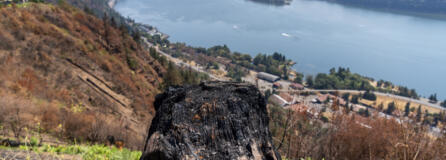 A charred stump sits atop the hillside on Mike Mullett's property above the site of the Tunnel Five Fire in Underwood. When designing his home, Mullett incorporated fire safety principles into its fabric, something he is convinced spared it from burning.