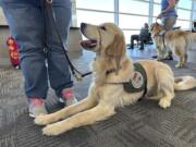 A puppy sits on the floor at a gate during a training exercise held at Detroit Metropolitan Airport Tuesday, Sept. 19, 2023, in Romulus, Mich. Five dogs and their trainers visited the airport as part of an effort to acclimate the pups to one of the many settings they may experience later in life when they become assistance dogs for people with disabilities.