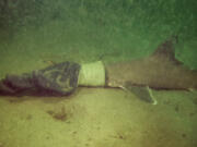 This photo, taken by Debra Dauphinais while diving with her husband off of Jamestown, RI, shows a baby shark stuck in a work glove, Monday, Sept. 11, 2023. Dauphinais' husband was able to pull the glove free and the shark swam away.