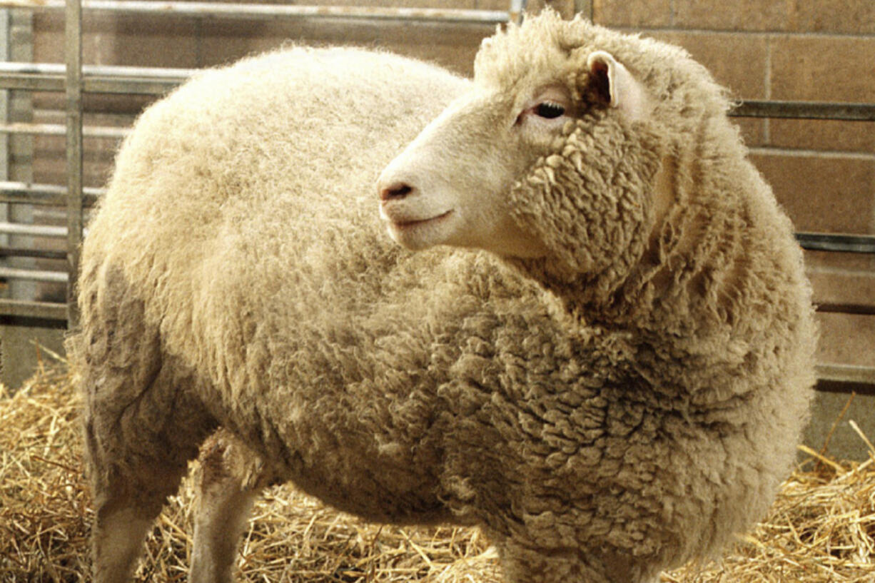 FILE - Dolly, the first cloned sheep produced through nuclear transfer from differentiated adult sheep cells, is seen in its pen at the Roslin Institute in Edinburgh, Scotland, in early December, 1997. The British scientist who led the team that cloned Dolly the Sheep in 1996, Ian Wilmut, has died at age 79. Wilmut set off a global discussion about the ethics of cloning when he announced that his team at Roslin had cloned Dolly using the nucleus of a cell from an adult sheep.