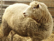 FILE - Dolly, the first cloned sheep produced through nuclear transfer from differentiated adult sheep cells, is seen in its pen at the Roslin Institute in Edinburgh, Scotland, in early December, 1997. The British scientist who led the team that cloned Dolly the Sheep in 1996, Ian Wilmut, has died at age 79. Wilmut set off a global discussion about the ethics of cloning when he announced that his team at Roslin had cloned Dolly using the nucleus of a cell from an adult sheep.