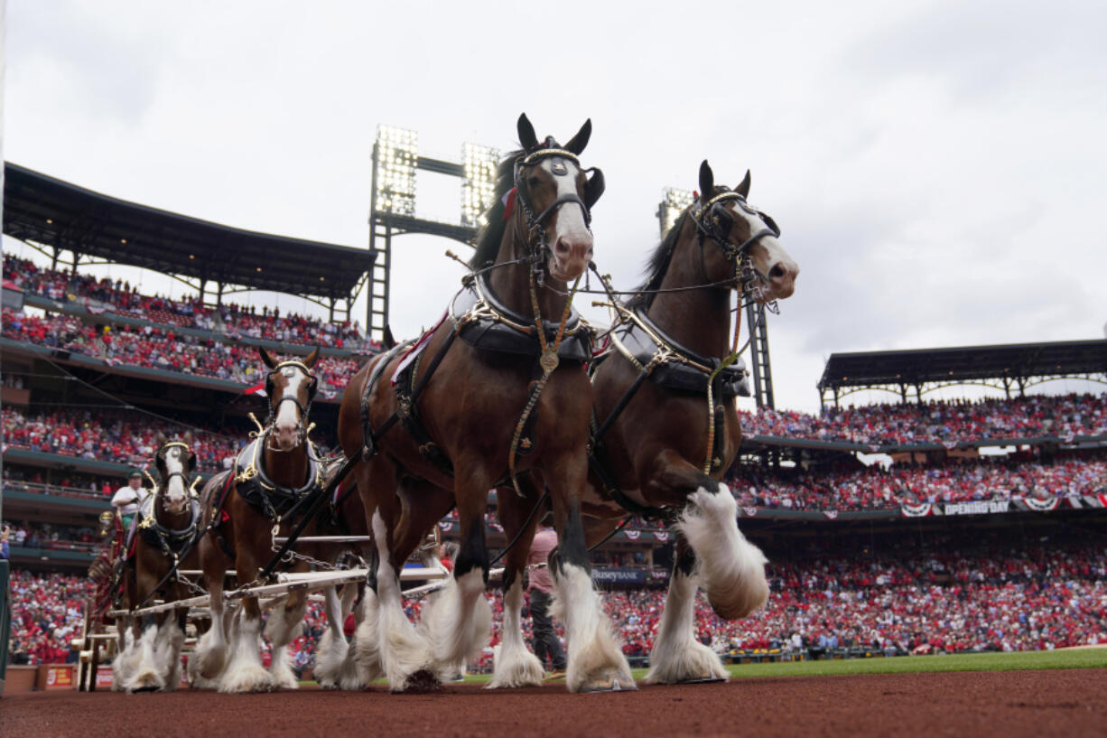 FILE - Budweiser Clydesdales make their way around Busch Stadium as part of the opening day festivities before the start of a baseball game, Thursday, April 7, 2022, in St. Louis. The iconic Budweiser Clydesdales will no longer have their tails shortened using a common, yet controversial, procedure that has drawn the ire of animal activists, parent company Anheuser-Busch InBev announced Wednesday, Sept. 20, 2023.