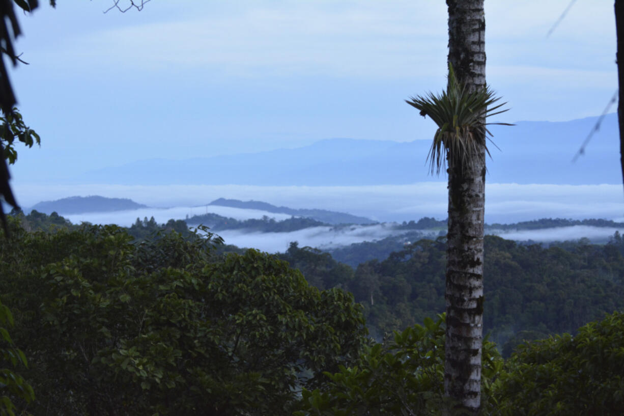 This photo provided by researchers in September 2023 shows the lush canopy of the Las Cruces Forest Reserve in Coto Brus, Costa Rica, where part of a study was conducted. In the background are the Golfo Dulce and the Osa Peninsula, including Corcovado National Park. Small farms with natural landscape features such as shade trees, hedgerows and tracts of intact forest provide a refuge for some tropical bird populations, according to an 18-year study in Costa Rica, published on Monday, Sept. 4, 2023, in the journal Proceedings of the National Academy of Sciences. (J. Nicholas Hendershot via AP) (J.