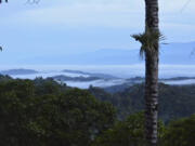 This photo provided by researchers in September 2023 shows the lush canopy of the Las Cruces Forest Reserve in Coto Brus, Costa Rica, where part of a study was conducted. In the background are the Golfo Dulce and the Osa Peninsula, including Corcovado National Park. Small farms with natural landscape features such as shade trees, hedgerows and tracts of intact forest provide a refuge for some tropical bird populations, according to an 18-year study in Costa Rica, published on Monday, Sept. 4, 2023, in the journal Proceedings of the National Academy of Sciences. (J. Nicholas Hendershot via AP) (J.