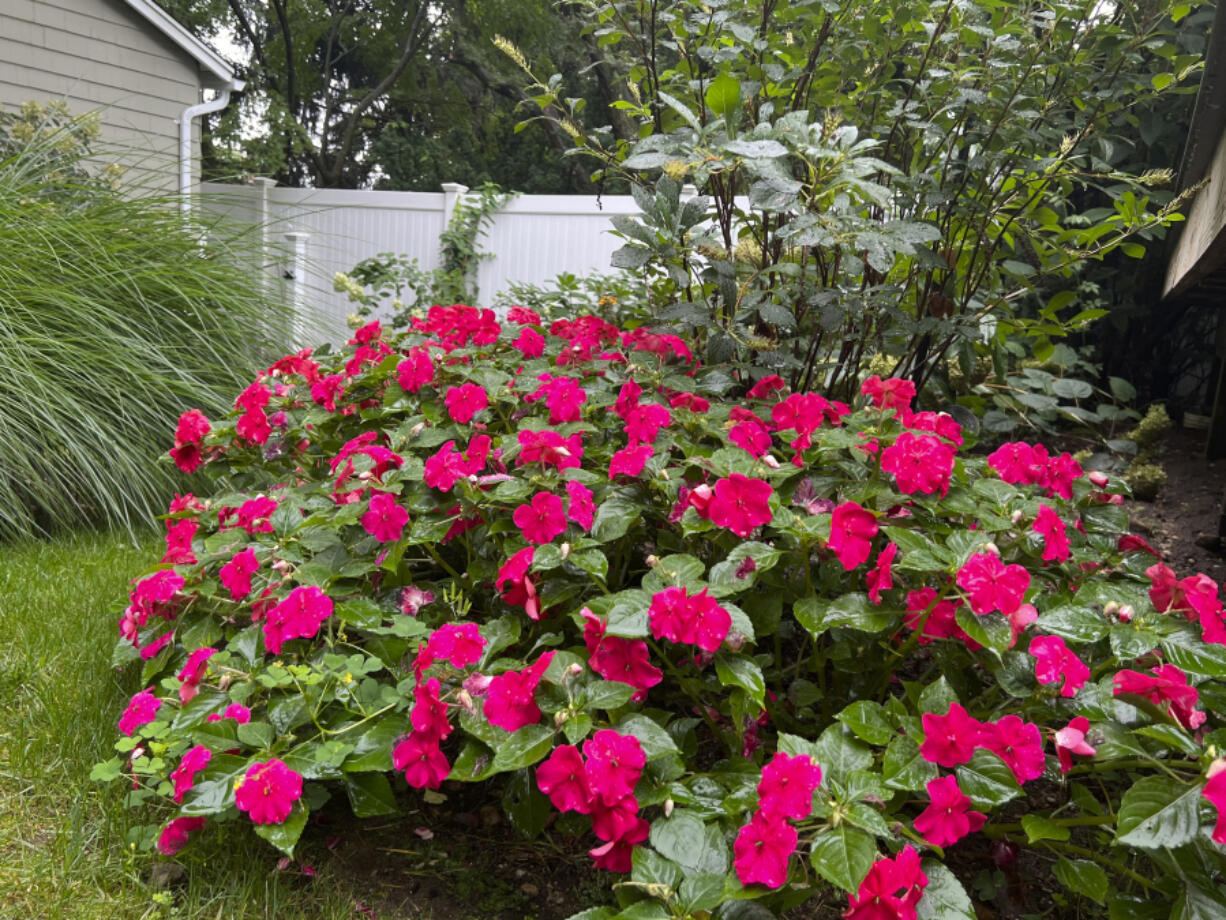 A thriving border of Beacon Pink Lipstick impatiens in Long Island, N.Y. Together with other annuals and tender perennials, the plants carry the late-summer garden as hardy perennials begin to fade.