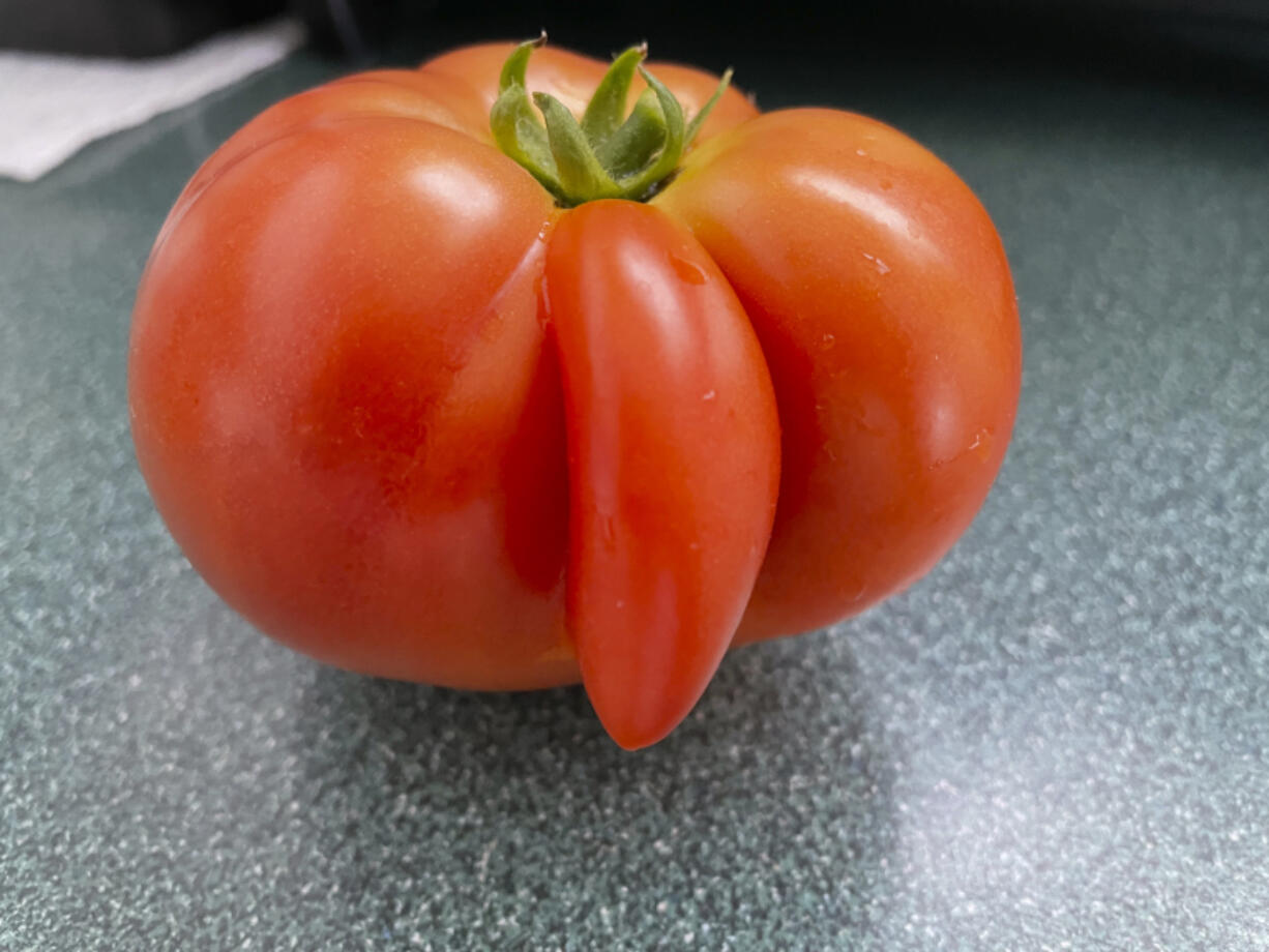 Kathy Burrous' tomato looks like it has a comic nose in Floral Park, N.Y.