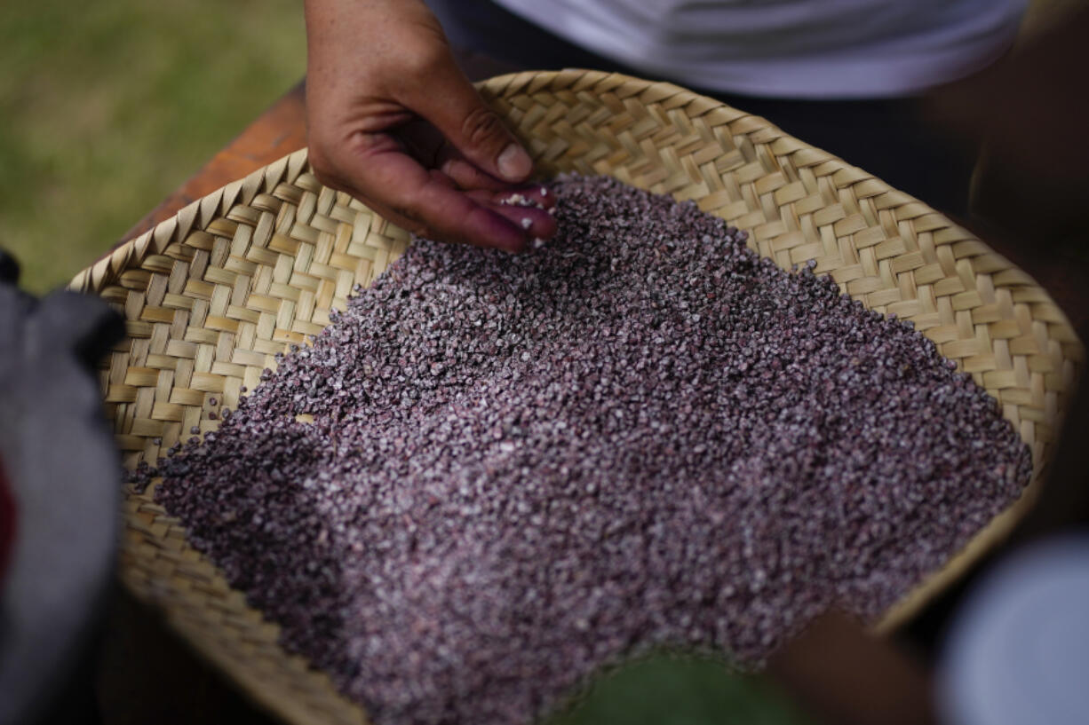 Mayeli Garcia inspects dried, crushed tiny female insects known as Dactylopius coccus, at the family's cochineal farm in San Francisco Tepeyacac, east of Mexico City., Thursday, Aug. 24, 2023. Centuries before the Spaniards arrived the Mixtecs of Oaxaca developed the method the Garcias use to obtain carminic acid from the tiny insects that is used to produce cochineal dye, an intense, natural red pigment.