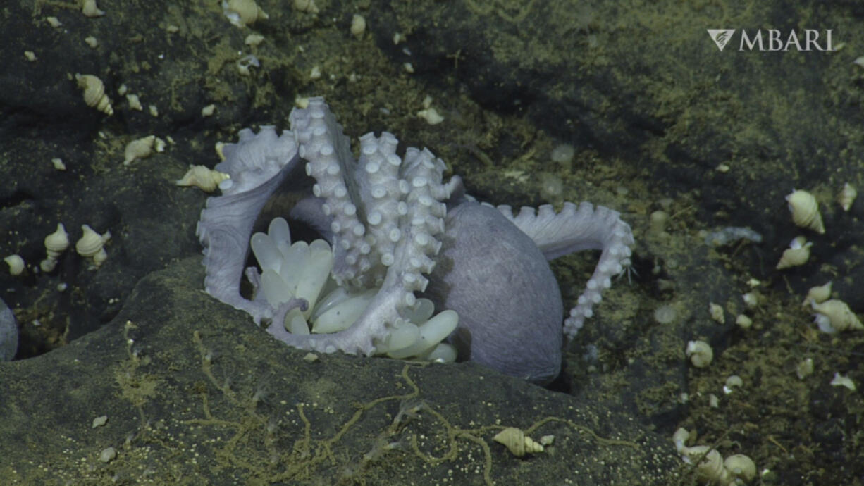 A female pearl octopus broods her eggs in 2022 at the "octopus garden" near the Davidson Seamount off the California coast.