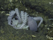 A female pearl octopus broods her eggs in 2022 at the "octopus garden" near the Davidson Seamount off the California coast.