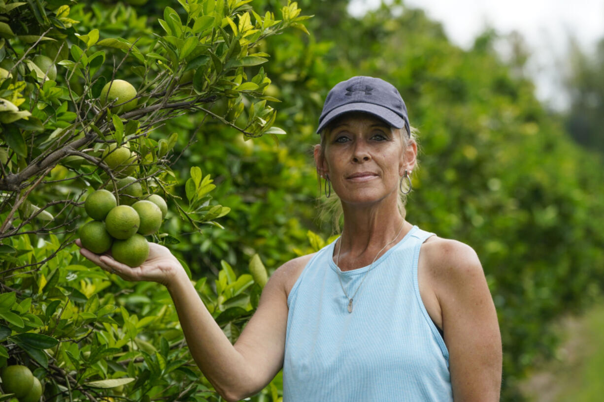 Kim Dillon, manager at Ben & Ben Becnel, Inc. shows a cluster of unripe oranges in one of their groves in Plaquemines Parish, La., Thursday, Sept. 28, 2023. Citrus farmers in the southeast corner of Louisiana are scrambling to protect and save their crops from salt water, which for months has polluted the fresh water they use for irrigation. A mass flow of salt water from the Gulf of Mexico continues to creep up the Mississippi river and threaten Louisiana communities water used for drinking, cooking and agriculture.