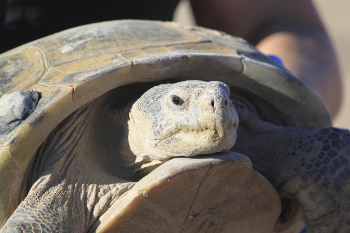 Gertie, an endangered Bolson tortoise, is shown to a group of state and federal wildlife officials during a trip to Ted Turner's Armendaris Ranch in Engle, N.M., on Friday, Sept. 22, 2023. The Turner Endangered Species Fund has been working to build a population of the tortoises for more than two decades in hopes of one day releasing them into the wild as part of a recovery effort.