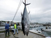 A 422-pound Atlantic bluefin tuna is hoisted from a boat at the South Portland, Maine. Loss of habitat from warming waters could largely remove some of the most important predators from the ocean. (Robert F.