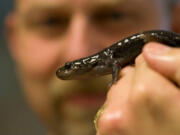 John Cossel, Biology Department chairman at Northwest Nazarene University in Nampa, Idaho, holds a rarely seen Idaho giant salamander. The salamanders are mostly found in north-central Idaho under rocks and logs.