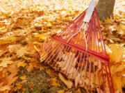 Before you take out your rake or leaf blower for the season, you might want to consider something other than a wholesale clear out.