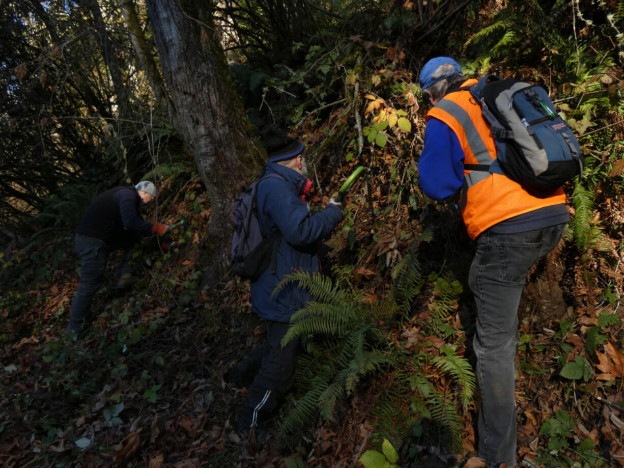 Volunteers with the Green Seattle Partnership remove invasive plants from the forest at Seattle???s Carkeek Park. With $12.9 million in federal urban forestry funding, Seattle is planning to expand its existing partnerships to plant and maintain tree canopy.