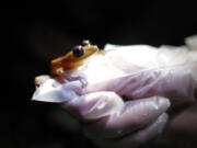 A researcher holds a coqui guajon, or rock frog, in Patillas, Puerto Rico, in 2013.