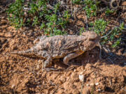 A greater short-horned lizard in Grand Canyon National Park, Coconino County, Ariz.