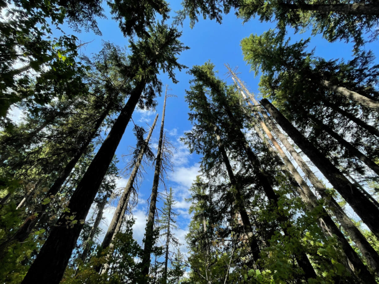 The U.S. Forest Service drafted considerations to thin roughly 15,600 acres of forest in the Little White Salmon watershed, which sits at the Gifford Pinchot National Forest's lower eastern edge. Officials say the project strengthens forest health for future climate stressors.