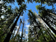 The U.S. Forest Service drafted considerations to thin roughly 15,600 acres of forest in the Little White Salmon watershed, which sits at the Gifford Pinchot National Forest's lower eastern edge. Officials say the project strengthens forest health for future climate stressors.