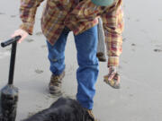 The first set of razor clam digs of the year produced good clamming for most participants the first three nights. However, high surf and poor weather hampered success on the last night.