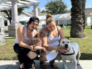 Cinderella, a 6-year-old brown-and-white female mixed pit bull, spent more time than any of the dogs at the Society for the Prevention of Cruelty to Animals' facility in Long Beach, Calif. She was adopted by a Wilmington family.