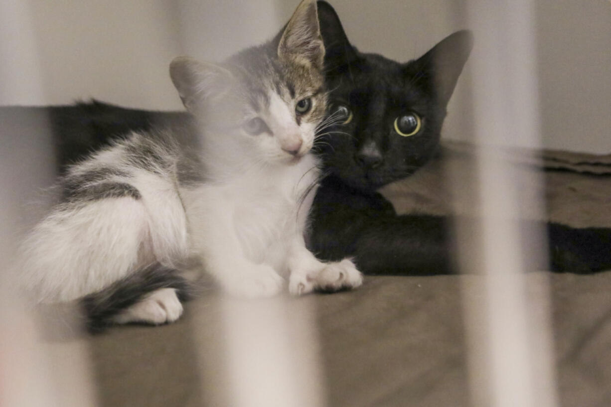 A cat and a kitten snuggle at the Hillsborough County Pet Resource Center in Tampa.