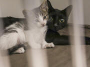 A cat and a kitten snuggle at the Hillsborough County Pet Resource Center in Tampa.