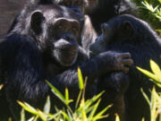 The Sacramento Zoo has announced it has relocated its four chimpanzees to two much larger zoos, with much larger chimpanzee troops.