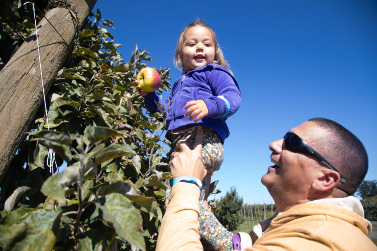 Mark Falcone, right, lifts his granddaughter Charlotte Murray, 2, to grab a Honeycrisp apple from the highest branches Oct. 1 at Bellewood Farms in Lynden.