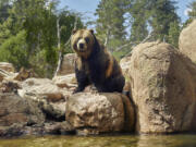 A grizzly bear in an enclosure at the Cheyenne Mountain Zoo. Grizzlies can weigh as much as 700 pounds.