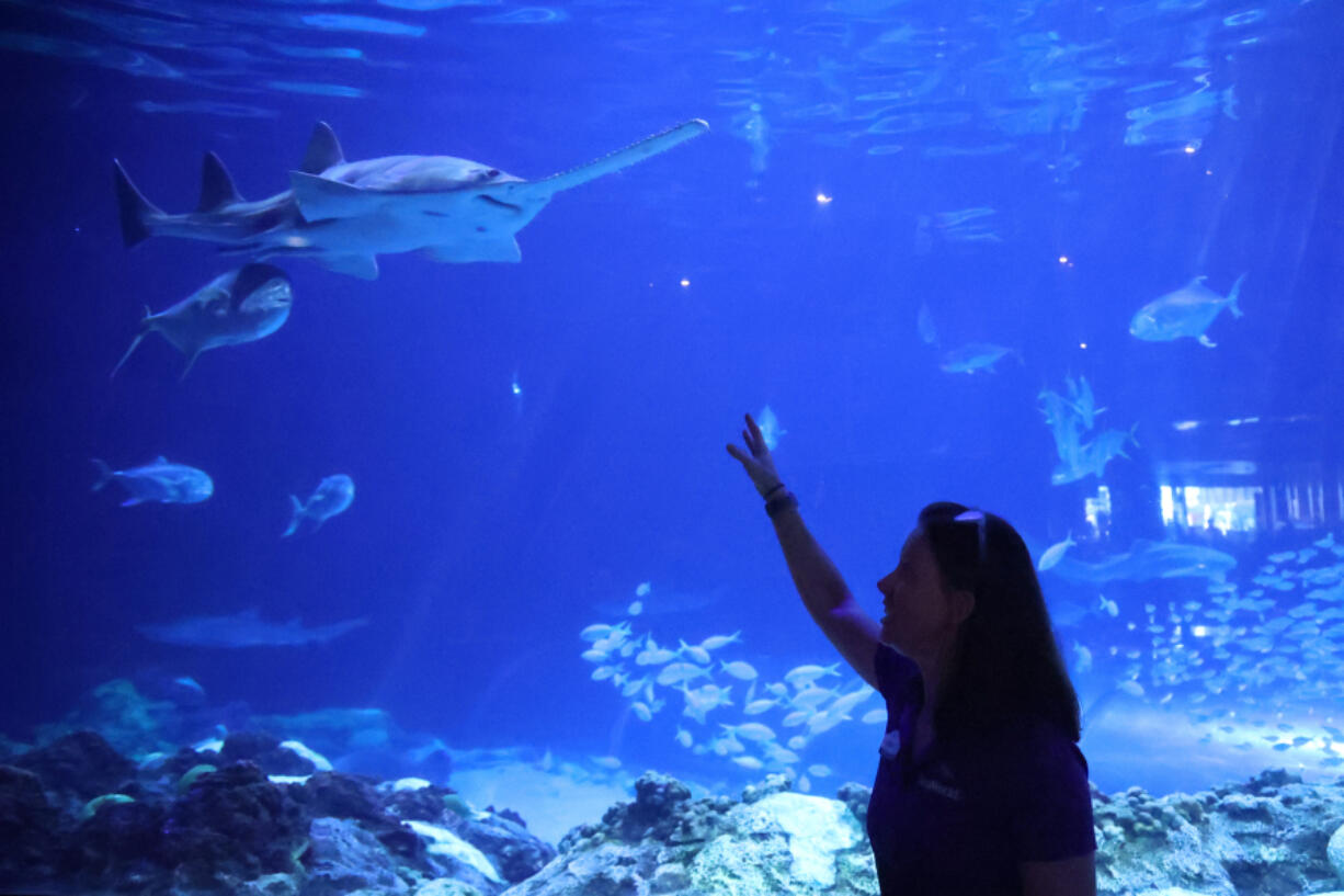 SeaWorld Orlando senior aquarist Becki Orze points out the male smalltooth sawfish that fathered three baby smalltooth sawfish who were born at SeaWorld Orlando on Oct. 17 in Orlando, Fla.