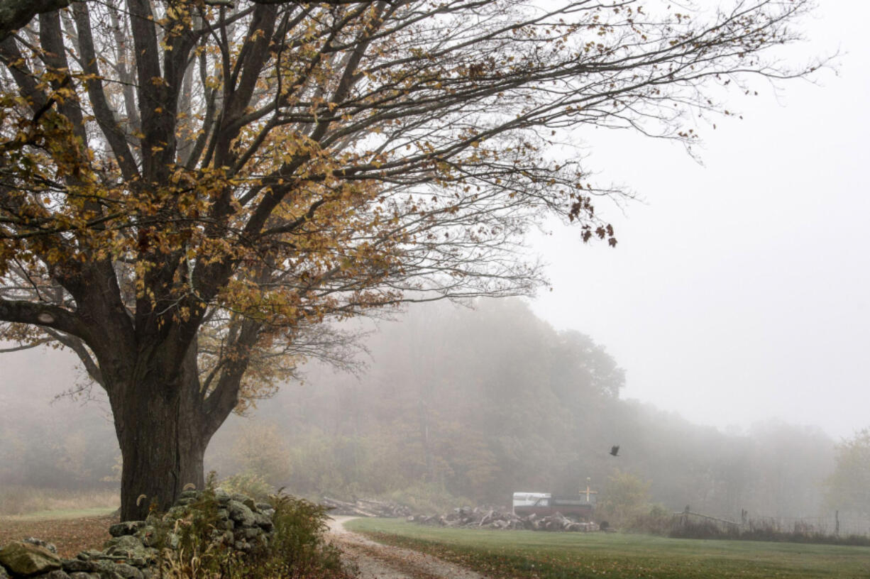 A maple tree exhibits signs of spongy moth damage. The caterpillars that become the moths can eat as much as 11 square feet of foliage, enough to weaken and sometimes kill a tree.