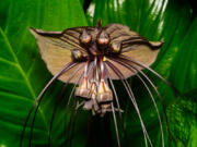 A Black bat flower (Tacca chantrieri) at Fairchild Tropical Botanic Garden (iStock.com)