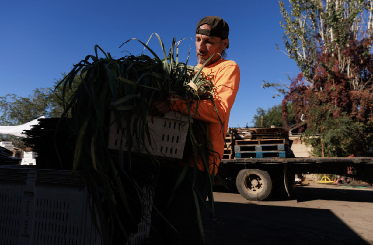 Albert Sanchez unloads leeks at Alvarez Organic Farms in Mabton, Washington.