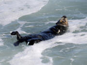 A sea otter spent part of the summer attacking surfers and stealing their gear along the Santa Cruz coastline in California.