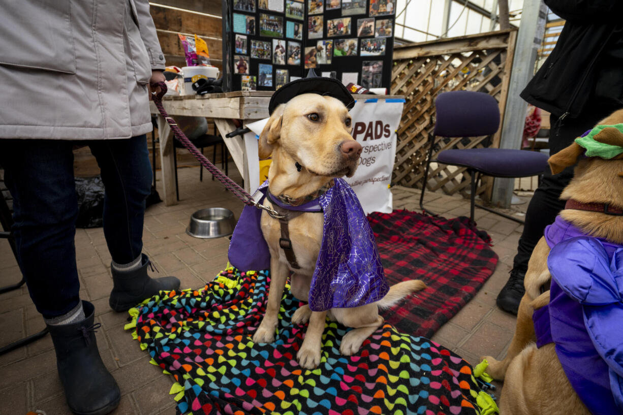 Lenny, a service dog with Pawsitive Perspectives Assistance Dogs, sits in his witch costume at PawPADs' booth at Cottage Grove's Fall Fun Days in Cottage Grove, Minnesota on Sunday, Oct. 29, 2023.