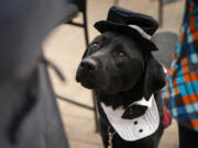 Clyde, a service dog with Pawsitive Perspectives Assistance Dogs, sits in his suit costume at PawPADs' booth at Cottage Grove's Fall Fun Days in Cottage Grove, Minnesota on Sunday, Oct. 29, 2023.