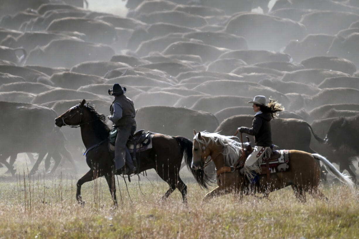 Chad Kremer, the bison herd manager for Custer State Park, left, and South Dakota Gov. Kristi Noem ride alongside the bison as they are pushed to the corrals during the 58th annual Custer Buffalo Roundup on Friday, Sept. 29, 2023, at Custer State Park in Custer, S.D. Cowboys and cowgirls in South Dakota are rounding up a herd of more than 1,500 bison, sometimes called buffalos in the U.S., as part of an annual effort to maintain the health of the once-threatened species.