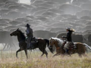 Chad Kremer, the bison herd manager for Custer State Park, left, and South Dakota Gov. Kristi Noem ride alongside the bison as they are pushed to the corrals during the 58th annual Custer Buffalo Roundup on Friday, Sept. 29, 2023, at Custer State Park in Custer, S.D. Cowboys and cowgirls in South Dakota are rounding up a herd of more than 1,500 bison, sometimes called buffalos in the U.S., as part of an annual effort to maintain the health of the once-threatened species.