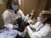 Condor keeper Debbie Sears, left, holds tight on a condor while Dr. Dominique Keller, chief veterinarian, right, gives the California condor an avian influenza vaccine as Condor keeper Chandra David, center, looks on at the Los Angeles Zoo, on Tuesday, Aug. 15, 2023. Antibodies found in early results of a historic new vaccine trial are expected to give endangered California condors at least partial protection from the deadliest strain of avian influenza in U.S. history.