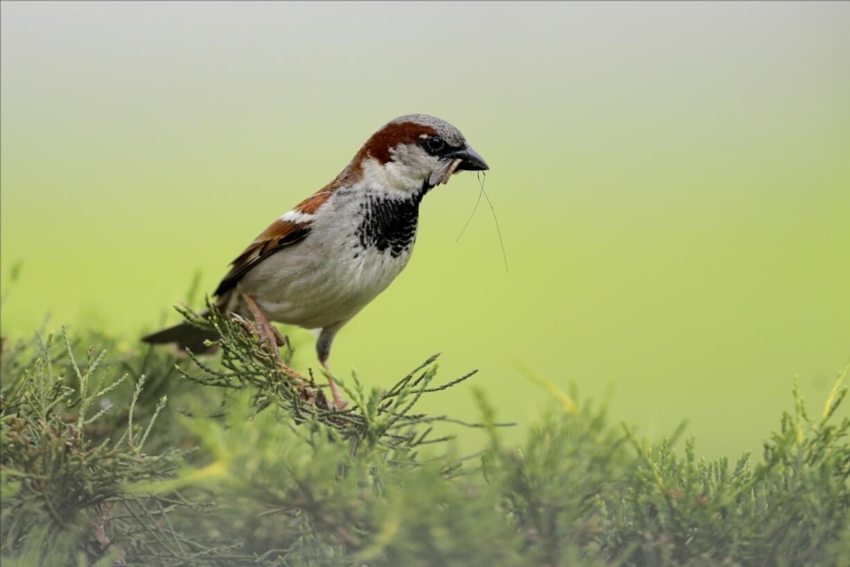 A house sparrow is seen with an insect in its beak May 25, 2020, in Lutherville-Timonium, Md.