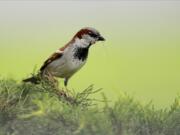 A house sparrow is seen with an insect in its beak May 25, 2020, in Lutherville-Timonium, Md.