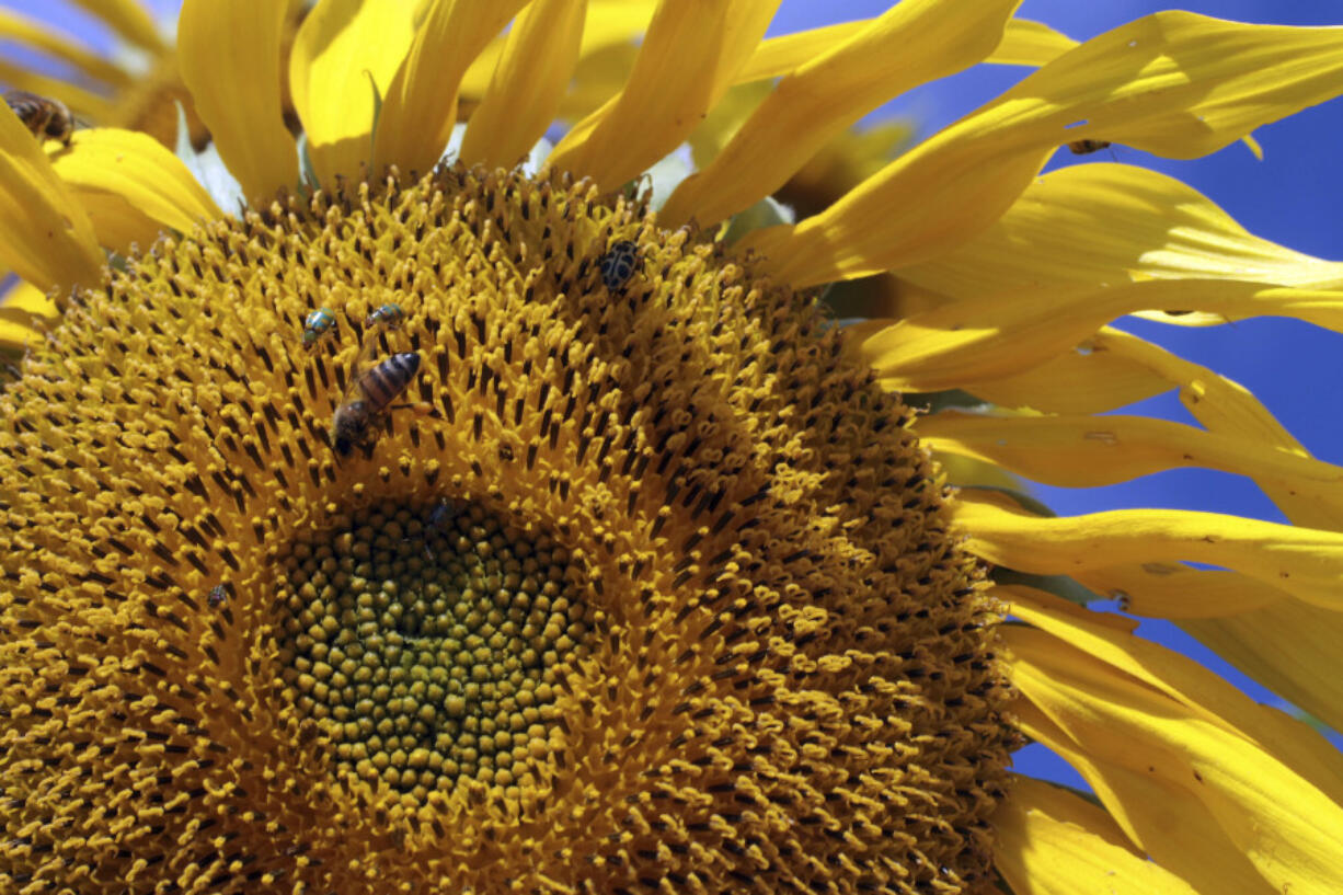 Bees and other insects gather on a sunflower May 18, 2012, at the Agro Brasilia, an agricultural exhibition on the outskirts of Brasilia, Brazil. A new study finds that changes in the climate and land use are combining to dramatically shrink the numbers of insects pollinating key tropical crops and plants.