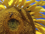 Bees and other insects gather on a sunflower May 18, 2012, at the Agro Brasilia, an agricultural exhibition on the outskirts of Brasilia, Brazil. A new study finds that changes in the climate and land use are combining to dramatically shrink the numbers of insects pollinating key tropical crops and plants.